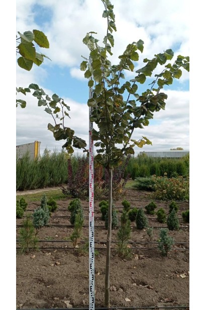 Липа широколиста - ком20кг/вис.180-260см/Ø60-80см